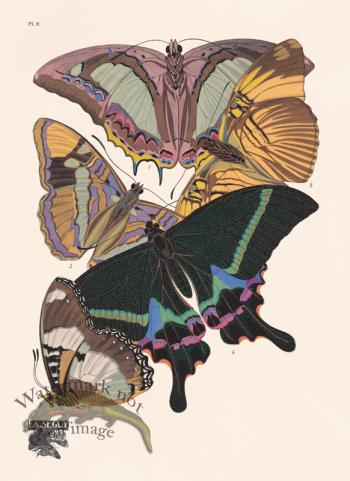 Seguy Butterfly 08
